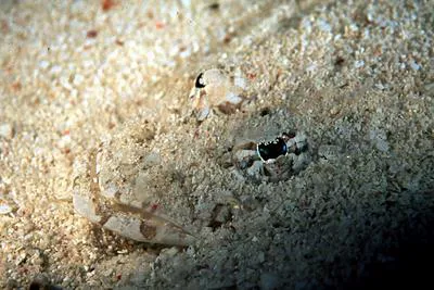 Large-scale flathead (Onigocia oligolepis)