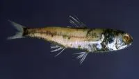 Large-scale lantern fish (Symbolophorus veranyi)
