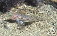 Large-scaled goby (Thorogobius macrolepis)