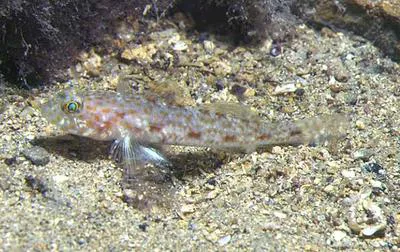 Large-scaled goby (Thorogobius macrolepis)