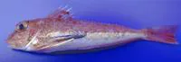 Large-scaled gurnard (Lepidotrigla cavillone)