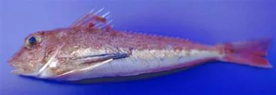 Large-scaled gurnard (Lepidotrigla cavillone)