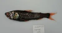 Large-scaled lantern fish (Neoscopelus macrolepidotus)