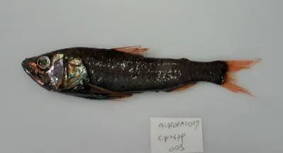 Large-scaled lantern fish (Neoscopelus macrolepidotus)