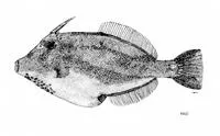 Large-scaled leatherjacket (Cantheschenia grandisquamis)