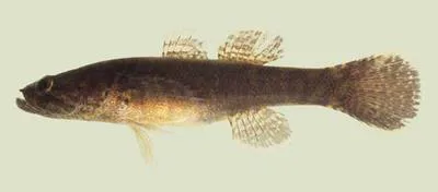 Large-scaled spinycheek sleeper (Eleotris amblyopsis)
