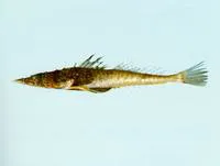 Large-spined flathead (Suggrundus macracanthus)