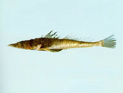 Large-spined flathead (Suggrundus macracanthus)