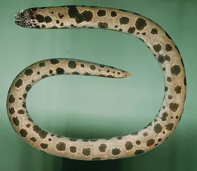 Large-spotted snake moray (Uropterygius polyspilus)