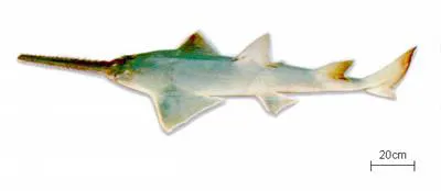 Large-tooth sawfish (Pristis perotteti)