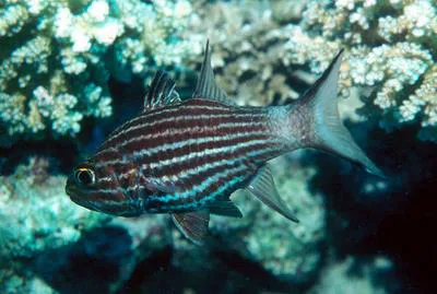 Large toothed cardinalfish (Cheilodipterus macrodon)
