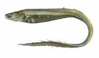 Large-toothed conger (Bathyuroconger vicinus)