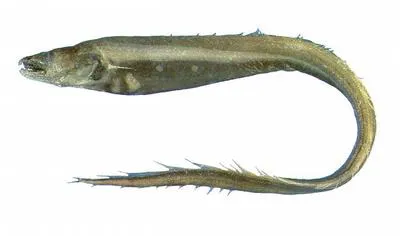 Large-toothed conger (Bathyuroconger vicinus)