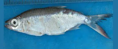 Large-toothed Lake Turkana robber (Brycinus ferox)