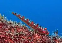 Large whip goby (Bryaninops amplus)