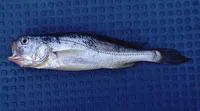 Large yellow croaker (Larimichthys crocea)
