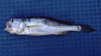 Large yellow croaker (Larimichthys crocea)