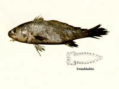 Largefin croaker (Johnius macropterus)