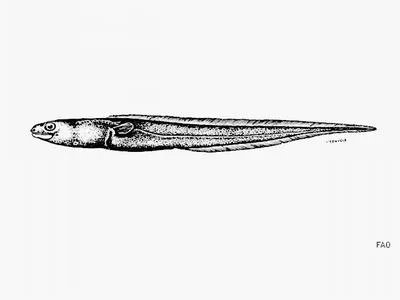Largehead conger (Bathycongrus varidens)