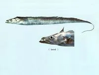 Largehead hairtail (Trichiurus lepturus)