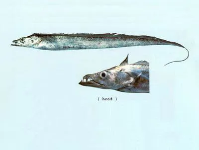 Largehead hairtail (Trichiurus lepturus)