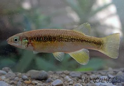 Largelip killifish (Profundulus labialis)