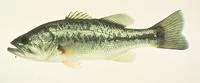 Largemouth black bass (Micropterus salmoides)