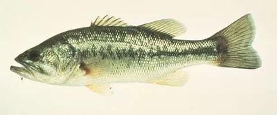 Largemouth black bass (Micropterus salmoides)