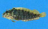 Largemouth blenny (Labrisomus xanti)