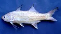 Largemouth striped threadfin (Polydactylus siamensis)