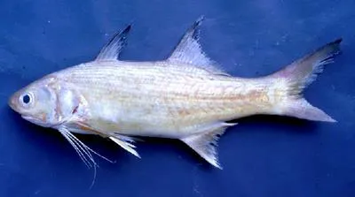 Largemouth striped threadfin (Polydactylus siamensis)