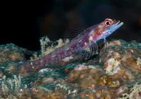 Largemouth triplefin (Ucla xenogrammus)