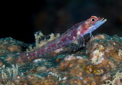 Largemouth triplefin (Ucla xenogrammus)