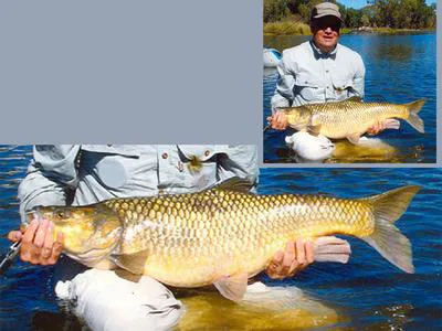 Largemouth yellowfish (Labeobarbus kimberleyensis)