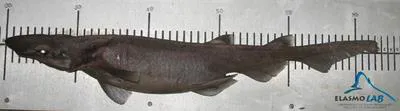 Largenose catshark (Apristurus nasutus)