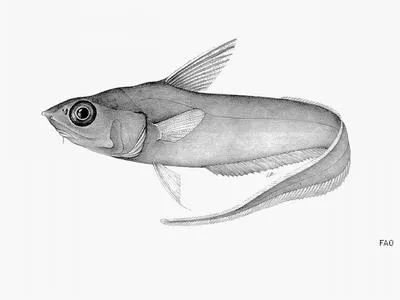 Largenose grenadier (Coryphaenoides nasutus)