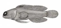 Largesacle jawfish (Opistognathus megalepis)