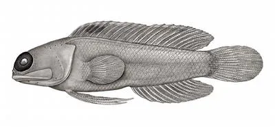 Largesacle jawfish (Opistognathus megalepis)