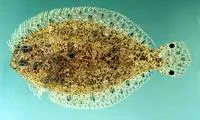 Largescale flounder (Engyprosopon grandisquama)