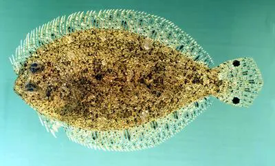 Largescale flounder (Engyprosopon grandisquama)