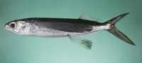 Largescale flyingfish (Cypselurus oligolepis)