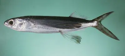 Largescale flyingfish (Cypselurus oligolepis)