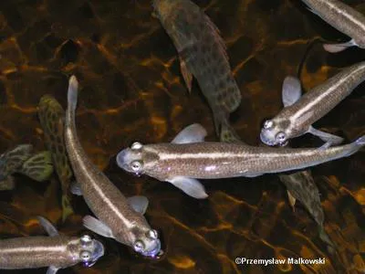 Largescale foureyes (Anableps anableps)