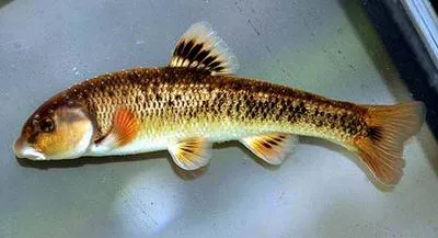 Largescale stoneroller (Campostoma oligolepis)