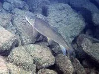 Largescale sucker (Catostomus macrocheilus)