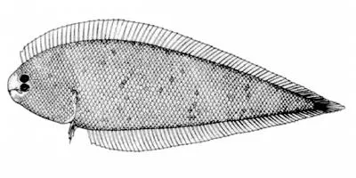 Largescale tonguefish (Symphurus minor)