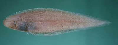 Largescale tonguesole (Cynoglossus arel)