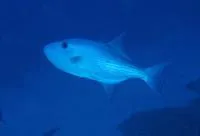 Largescale triggerfish (Canthidermis macrolepis)