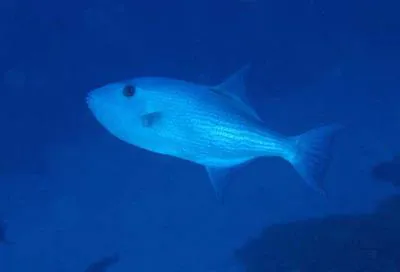 Largescale triggerfish (Canthidermis macrolepis)