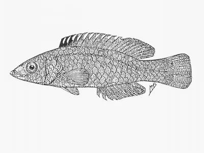 Largescale wrasse (Decodon grandisquamis)